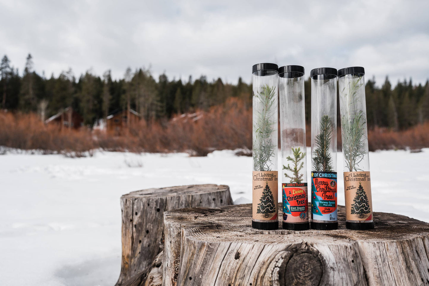 Christmas Tree Collection | 12 Live Trees w/ Display