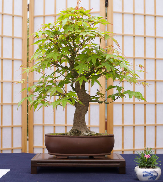 Bonsai Tree | Seed Grow Kit: Japanese Maple