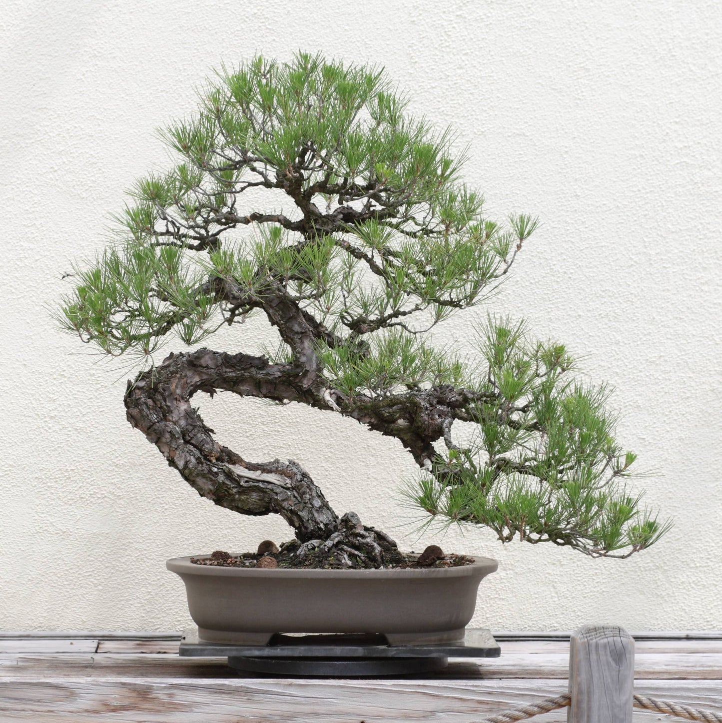 Bonsai Tree | Seed Grow Kit: Rocky Mountain Juniper
