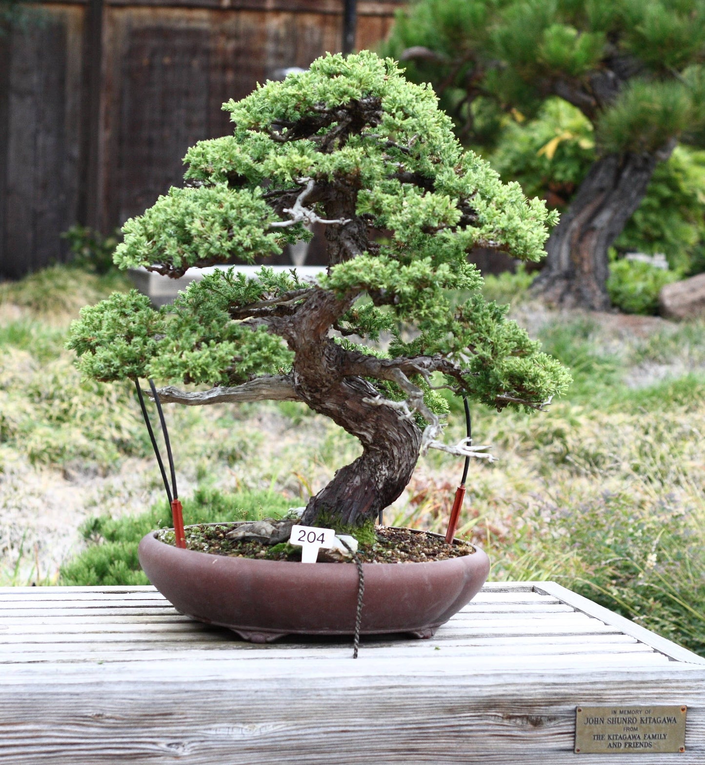 Bonsai Tree | Seed Grow Kit: Japanese Flowering Cherry Blossom