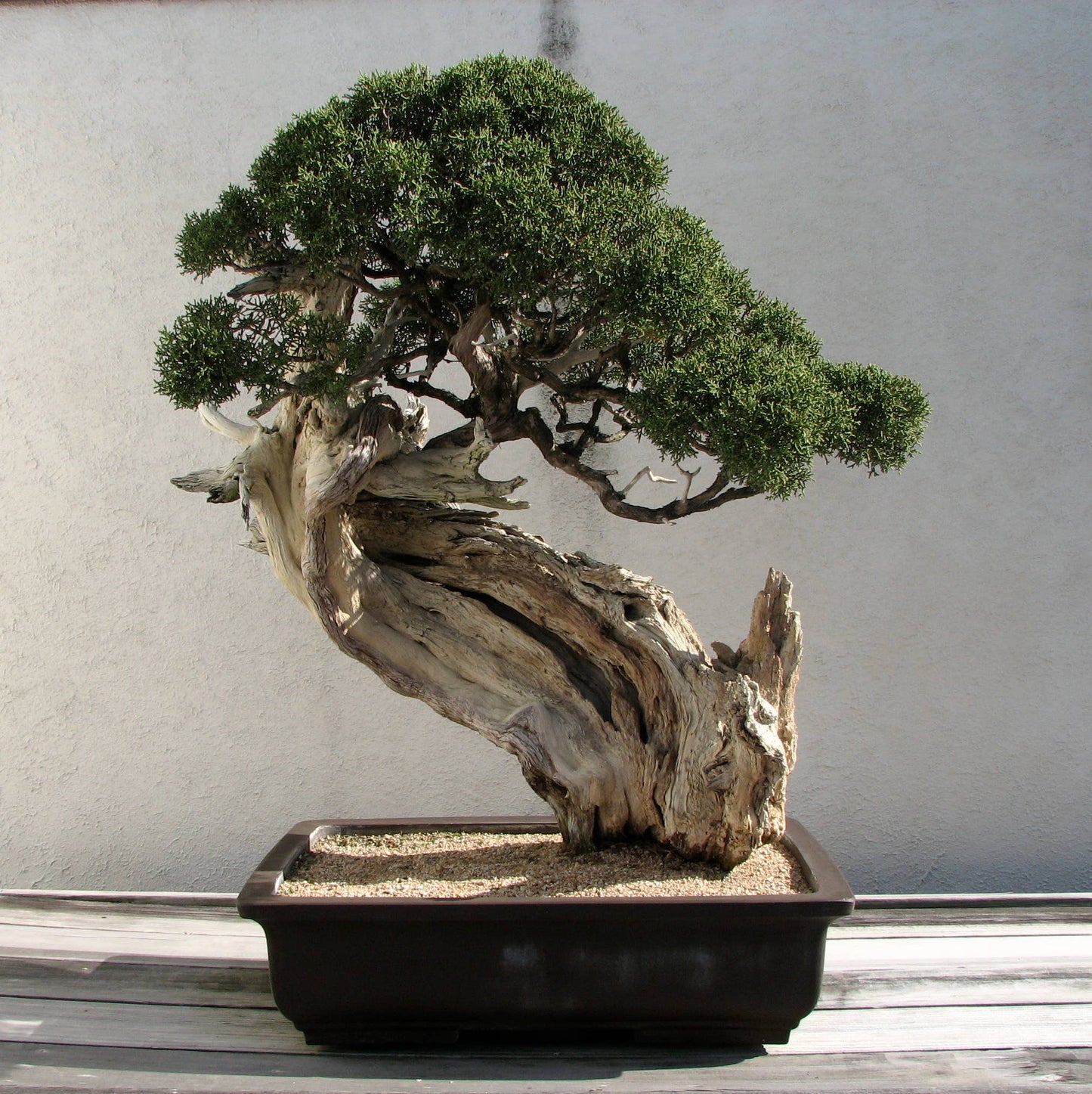 Bonsai Tree | Seed Grow Kit: Japanese Black Pine