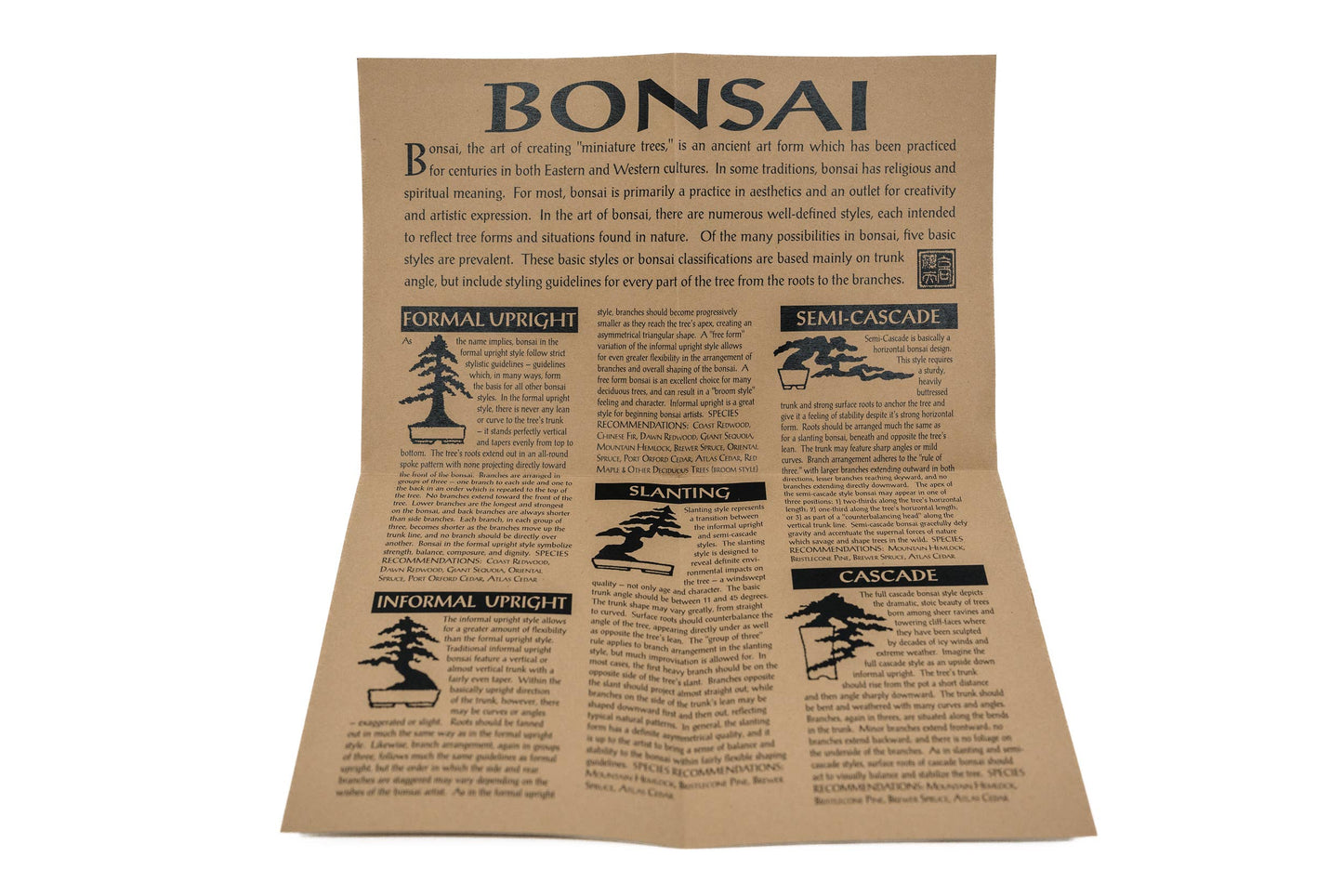 Bonsai Tree | Seed Grow Kit: Japanese Black Pine