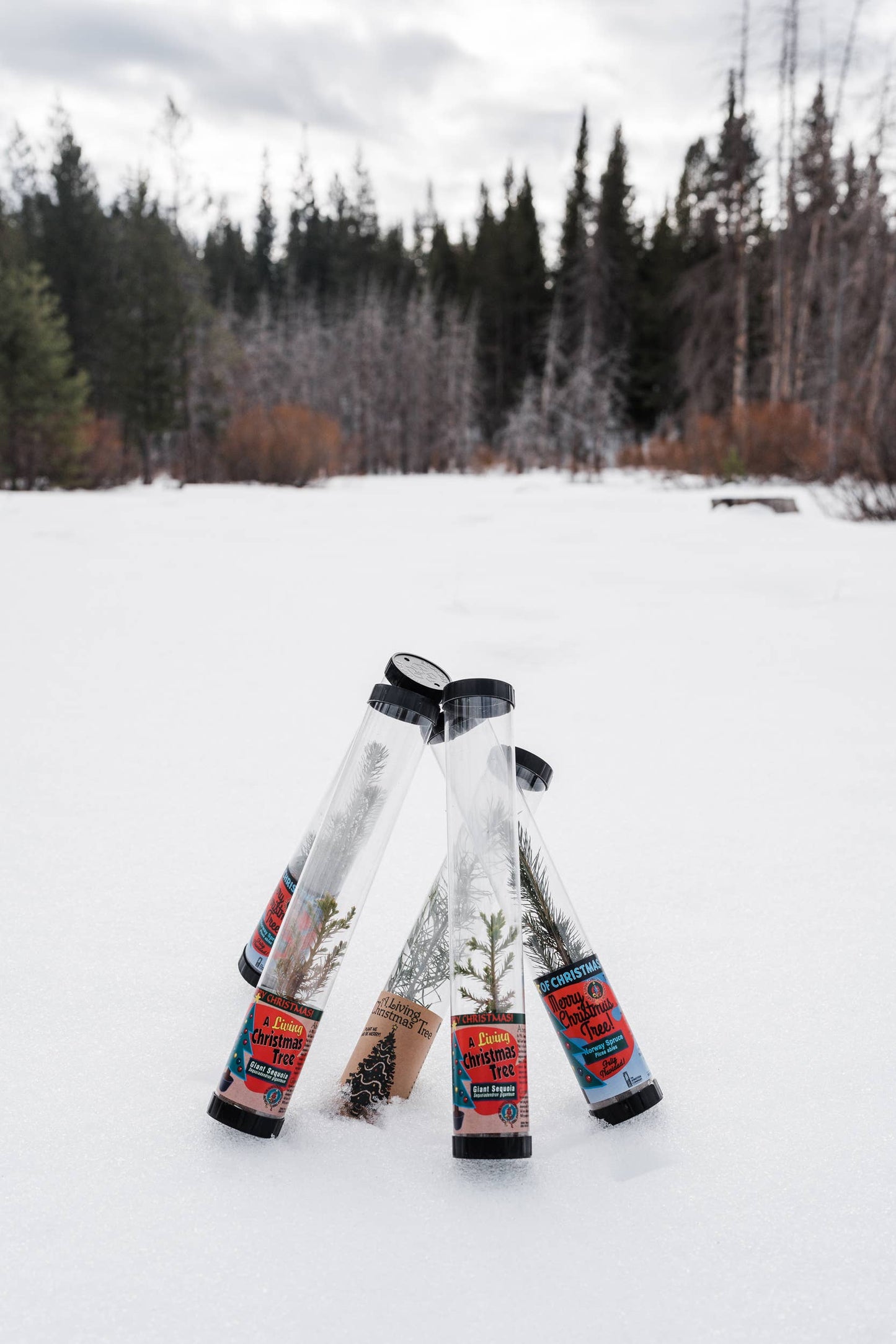 Christmas Tree Collection | 12 Live  Trees w/ Display