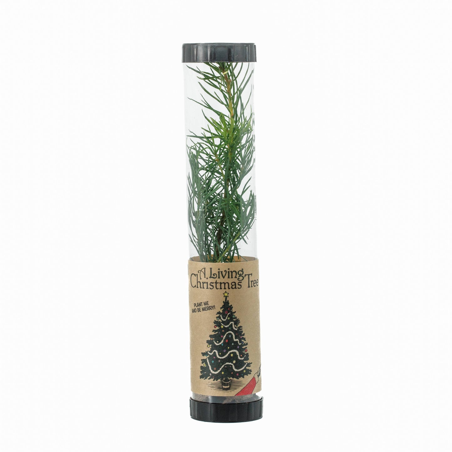Christmas Tree Collection | 12 Live  Trees w/ Display