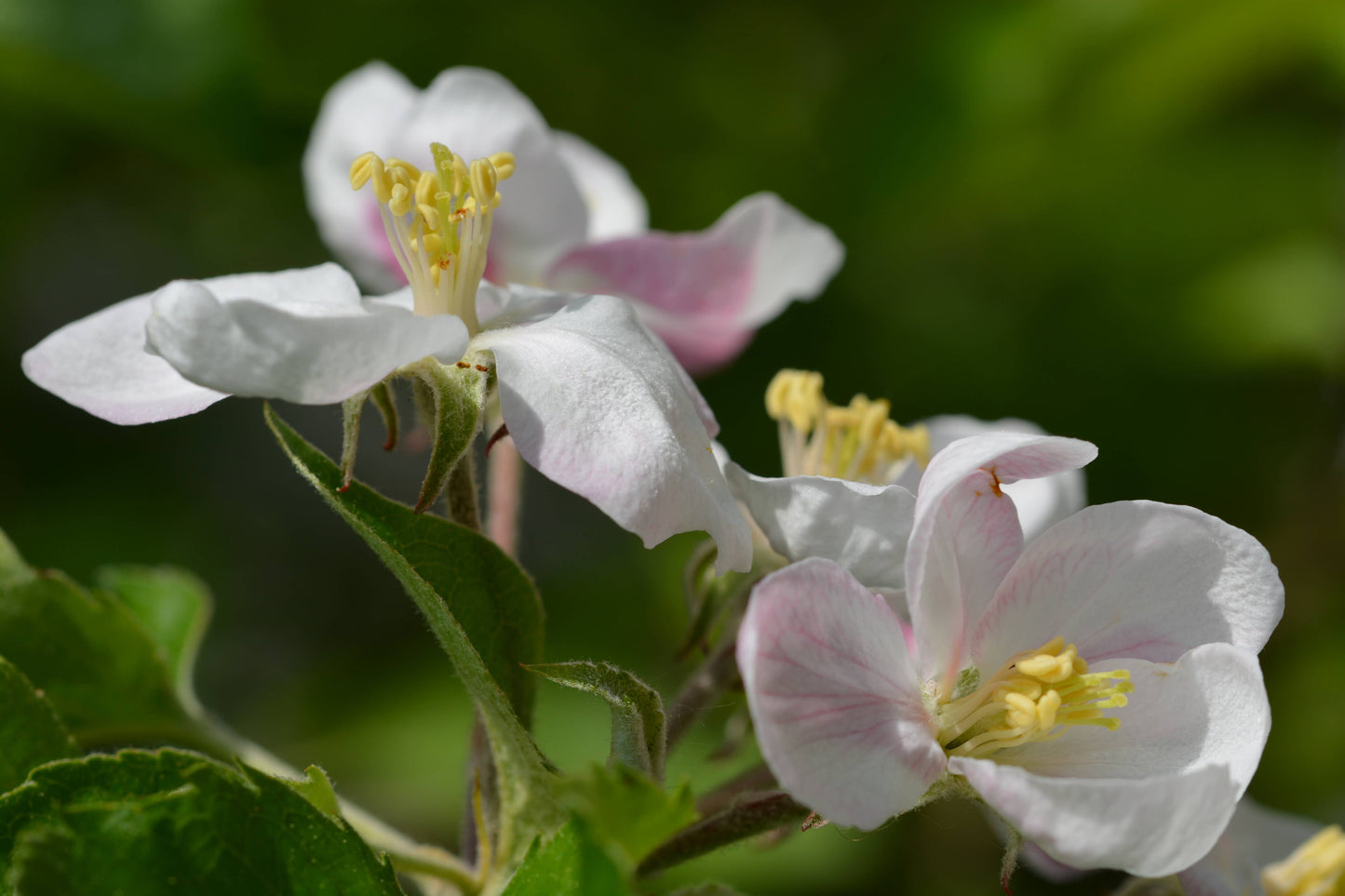 Apple Tree | Seed Grow Kit