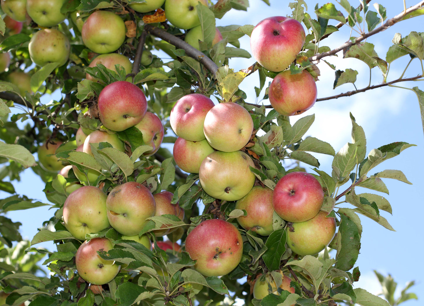 Apple Tree | Seed Grow Kit