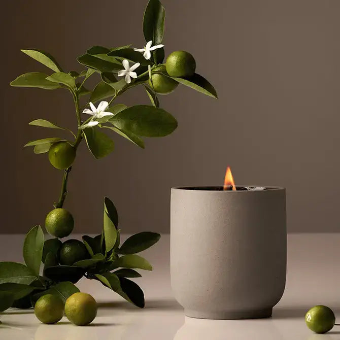 Signature Candle | Half Case: Neroli Leaf